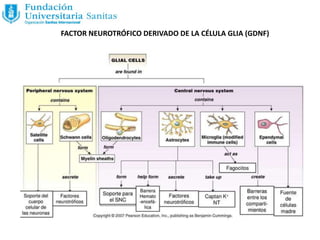 FACTOR NEUROTRÓFICO DERIVADO DE LA CÉLULA GLIA (GDNF)
 
