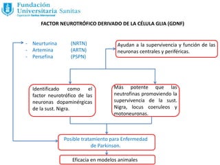 FACTOR NEUROTRÓFICO DERIVADO DE LA CÉLULA GLIA (GDNF)
- Neurturina (NRTN)
- Artemina (ARTN)
- Persefina (PSPN)
Ayudan a la supervivencia y función de las
neuronas centrales y periféricas.
Más potente que las
neutrofinas promoviendo la
supervivencia de la sust.
Nigra, locus coeruleos y
motoneuronas.
Identificado como el
factor neurotrófico de las
neuronas dopaminérgicas
de la sust. Nigra.
Posible tratamiento para Enfermedad
de Parkinson.
Eficacia en modelos animales
 