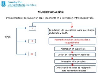 NEUROREGULINAS (NRG)
Familia de factores que juegan un papel importante en la interacción entre neurona y glía.
TIPOS
I
II
III
Regulación de receptores para acetilcolina,
glutamato y GABA.
Polimorfismos han sido asociados a
esquizofrenia
Alteración en sus niveles
Déficit en la migración neuronal
Conectividad inapropiada
Alteración de niveles de receptores
para neutrotransmisores
 