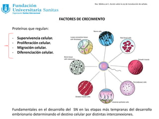 FACTORES DE CRECIMIENTO
Proteínas que regulan:
- Supervivencia celular.
- Proliferación celular.
- Migración celular.
- Diferenciación celular.
Fundamentales en el desarrollo del SN en las etapas más tempranas del desarrollo
embrionario determinando el destino celular por distintas interconexiones.
Rev. Médica vol 1. Acción sobre la via de transducción de señales
 
