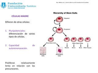 CÉLULAS MADRE
Difieren de otras células:
1. Pluripotenciales:
diferenciación de varios
tipos de células.
2. Capacidad de
autorenonavación.
Proliferan relativamente
lento en relación con los
precurosores.
Rev. Médica vol 1. Acción sobre la via de transducción de señales
 