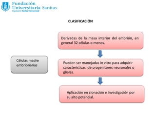 CLASIFICACIÓN
Células madre
embrionarias
Derivadas de la masa interior del embrión, en
general 32 células o menos.
Pueden ser manejadas in vitro para adquirir
características de progenitores neuronales o
gliales.
Aplicación en clonación e investigación por
su alto potencial.
 