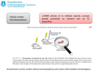 Células madre
hematopoyéticas
1/2000 células en la médula espinal, aunque
puede aumentar su número con un FC
específico.
Actualmente muchos reciben células hematopoyéticas para tratar enfermedades hematológicas.
 