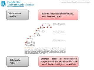 Células madre
neurales
Identificadas en cerebro humano,
médula ósea y retina.
Células glía
radial
Emergen desde el neuroepitelio.
Surgen durante la expansión del tubo
neural. Expresa antígenos específicos.
PRINCIPLES OF MOLECULAR, CELLULAR AND MEDICAL NEUROBIOLOGY.
 