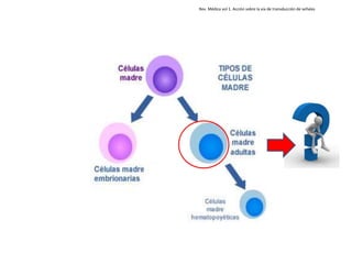 Rev. Médica vol 1. Acción sobre la via de transducción de señales
 