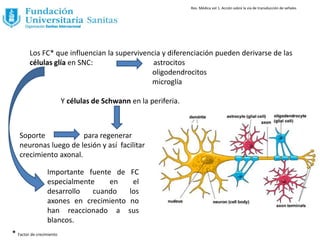 Los FC* que influencian la supervivencia y diferenciación pueden derivarse de las
células glía en SNC: astrocitos
oligodendrocitos
microglía
Y células de Schwann en la periferia.
Soporte para regenerar
neuronas luego de lesión y así facilitar
crecimiento axonal.
Importante fuente de FC
especialmente en el
desarrollo cuando los
axones en crecimiento no
han reaccionado a sus
blancos.
Rev. Médica vol 1. Acción sobre la via de transducción de señales
* Factor de crecimiento
 