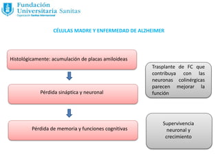 CÉLULAS MADRE Y ENFERMEDAD DE ALZHEIMER
Histológicamente: acumulación de placas amiloideas
Pérdida sináptica y neuronal
Pérdida de memoria y funciones cognitivas
Trasplante de FC que
contribuya con las
neuronas colinérgicas
parecen mejorar la
función
Supervivencia
neuronal y
crecimiento
 