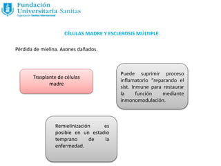 CÉLULAS MADRE Y ESCLEROSIS MÚLTIPLE
Pérdida de mielina. Axones dañados.
Trasplante de células
madre
Puede suprimir proceso
inflamatorio “reparando el
sist. Inmune para restaurar
la función mediante
inmonomodulación.
Remielinización es
posible en un estadío
temprano de la
enfermedad.
 
