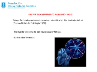 FACTOR DE CRECIMIENTO NERVIOSO (NGF)
Primer factor de crecimiento nervioso identificado: Rita Levi-Montalcini
(Premio Nobel de Fisiología 1986).
- Producido y secretado por neuronas periféricas.
- Cantidades limitadas.
 
