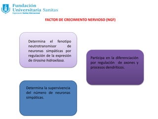 FACTOR DE CRECIMIENTO NERVIOSO (NGF)
Determina la supervivencia
del número de neuronas
simpáticas.
Participa en la diferenciación
por regulación de axones y
procesos dendríticos.
Determina el fenotipo
neutrotransmisor de
neuronas simpáticas por
regulación de la expresión
de tirosina hidroxilasa.
 