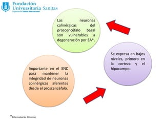 Importante en el SNC
para mantener la
integridad de neuronas
colinérgicas aferentes
desde el proscencéfalo.
Se expresa en bajos
niveles, primero en
la corteza y el
hipocampo.
Las neuronas
colinérgicas del
proscencéfalo basal
son vulnerables a
degeneración por EA*.
*Enfermedad de Alzheimer
 
