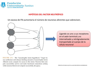 HIPÓTESIS DEL FACTOR NEUTRÓFICO
Un exceso de FN aumentaría el número de neuronas aferentes que sobreviven.
PRINCIPLES OF MOLECULAR, CELLULAR AND MEDICAL NEUROBIOLOGY.
Ligando se une a sus receptores
en el axón terminal y es
internalizado y retrógradamente
transportado al cuerpo de la
célula neuronal
 