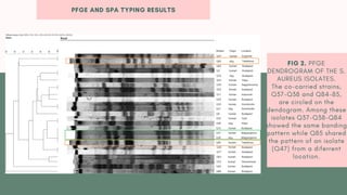 PFGE AND SPA TYPING RESULTS
FIG 2. PFGE
DENDROGRAM OF THE S.
AUREUS ISOLATES.
The co-carried strains,
Q37-Q38 and Q84-85,
are circled on the
dendogram. Among these
isolates Q37-Q38-Q84
showed the same banding
pattern while Q85 shared
the pattern of an isolate
(Q47) from a diferrent
location.
 