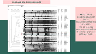FIG 3. PFGE
DENDROGRAM OF
THE S.
PSEUDINTERMEDIUS
ISOLATES.
The co-carried
strains indicated on
the dendogram are
Q81 and Q82.
PFGE AND SPA TYPING RESULTS
 