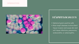 Spherical gram-positive cells
Most staph diseases involve direct
tissue invasion and cause skin and
soft tissue infections, pneumonia,
endocarditis, or osteomyelitis.
STAPHYLOCOCCUS
INTRODUCTION
 
