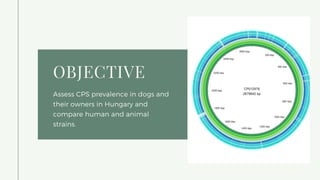 OBJECTIVE
Assess CPS prevalence in dogs and
their owners in Hungary and
compare human and animal
strains.
 