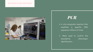 in vitro enzymatic reaction that
amplifies a specific DNA
sequence millions of times
Were used to confirm the
assumptive phenotypic
identification.
PCR
MATERIALS AND METHODS
 