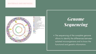 The sequencing of the complete genome
allows to identify the differences between
isolated microorganisms and to know the
functional and genetic information.
Genome
Sequencing
MATERIALS AND METHODS
 