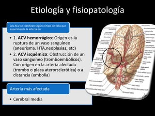 Etiología y fisiopatología
• 1. ACV hemorrágico: Origen es la
ruptura de un vaso sanguíneo
(aneurisma, HTA,neoplasias, etc)
• 2. ACV isquémico: Obstrucción de un
vaso sanguíneo (tromboembólicos).
Con origen en la arteria afectada
(trombo o placa aterorsclerótica) o a
distancia (embolía)
Los ACV se clasifican según el tipo de falla que
experimenta la arteria en
• Cerebral media
Arteria más afectada
 