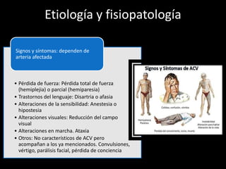 Etiología y fisiopatología
• Pérdida de fuerza: Pérdida total de fuerza
(hemiplejia) o parcial (hemiparesia)
• Trastornos del lenguaje: Disartria o afasia
• Alteraciones de la sensibilidad: Anestesia o
hipostesia
• Alteraciones visuales: Reducción del campo
visual
• Alteraciones en marcha. Ataxia
• Otros: No característicos de ACV pero
acompañan a los ya mencionados. Convulsiones,
vértigo, parálisis facial, pérdida de conciencia
Signos y síntomas: dependen de
arteria afectada
 