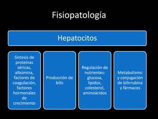 Fisiopatología
Hepatocitos
Síntesis de
proteínas
séricas,
albúmina,
factores de
coagulación,
factores
hormonales
de
crecimiento
Producción de
bilis
Regulación de
nutrientes:
glucosa,
lípidos,
colesterol,
aminoácidos
Metabolismo
y conjugación
de bilirrubina
y fármacos
 