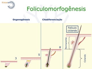 Foliculomorfogênesis
5
8
Folículo
ciclando
Organogênesis Citodiferenciação
3
Permanente
Ciclando
 