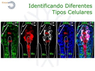 Identificando Diferentes
Tipos Celulares
 