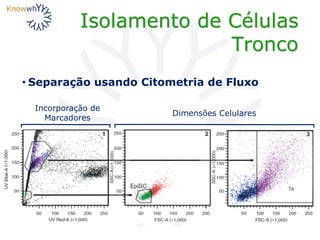 Isolamento de Células
Tronco
Dimensões Celulares
Incorporação de
Marcadores
• Separação usando Citometria de Fluxo
 
