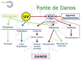 Fonte de Danos
UV
Proteínas LipídeosMelanina
Agentes
Descolorantes
ROS
Oxidação
Descoloração
Peroxilipídeos
Triptofano Cisteína
Ácido cisteico
Quebra
pontes
disulfeto
Foto-
Degradação
Detergentes
Remoção de
Grânulos
Remoção
DANOS
 