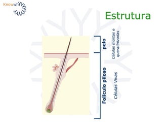 Estrutura
peloFolículopiloso
Célulasmortase
queratinizadas
CélulasVivas
 