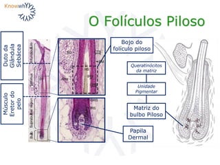 Matriz do
bulbo Piloso
O Folículos Piloso
Dutoda
Glândula
Sebácea
Músculo
Eretordo
pelo
Bojo do
folículo piloso
Papila
Dermal
Unidade
Pigmentar
Queratinócitos
da matriz
 
