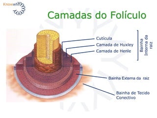 Camadas do Folículo
Bainha
Internada
raiz
Bainha de Tecido
Conectivo
Bainha Externa da raiz
Camada de Henle
Camada de Huxley
Cutícula
 