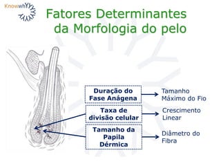 Fatores Determinantes
da Morfologia do pelo
Tamanho da
Papila
Dérmica
Diâmetro do
Fibra
Taxa de
divisão celular
Crescimento
Linear
Duração do
Fase Anágena
Tamanho
Máximo do Fio
 