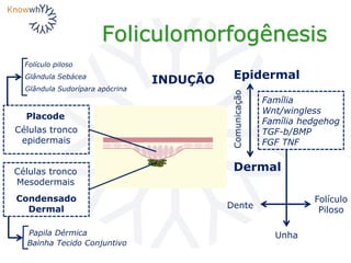 Foliculomorfogênesis
INDUÇÃO Epidermal
Dermal
Comunicação
Células tronco
Mesodermais
Condensado
Dermal
Células tronco
epidermais
Placode
Dente
Folículo
Piloso
Unha
Família
Wnt/wingless
Família hedgehog
TGF-b/BMP
FGF TNF
Bainha Tecido Conjuntivo
Papila Dérmica
Folículo piloso
Glândula Sebácea
Glândula Sudorípara apócrina
 