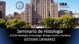 Seminario de Histología
1UA de Histología, Embriología, Biología Celular y Genética
SISTEMA URINARIO
 