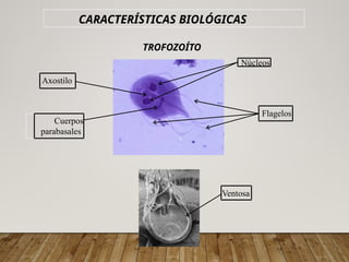 parasitosis bajo un enfoque en pediatria | PPTX