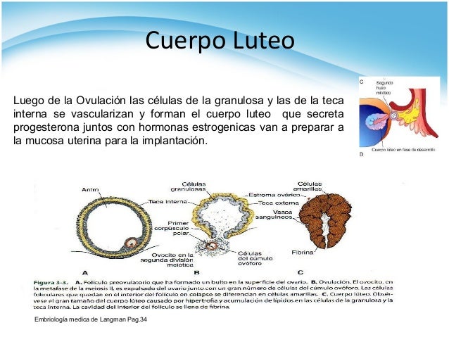 Ovulacion Ginecologia y Obstetricia