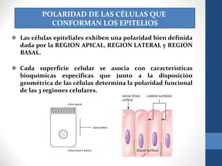 POLARIDAD DE LAS CÉLULAS QUE
CONFORMAN LOS EPITELIOS
❉ Las células epiteliales exhiben una polaridad bien definida
dada por la REGION APICAL, REGION LATERAL y REGION
BASAL.
❉ Cada superficie celular se asocia con características
bioquímicas especificas que junto a la disposición
geométrica de las células determina la polaridad funcional
de las 3 regiones celulares.
 