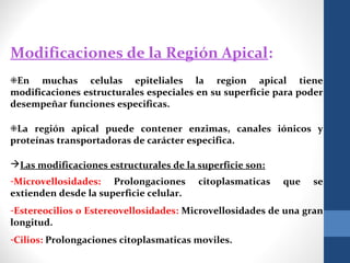 Modificaciones de la Región Apical:
❉En muchas celulas epiteliales la region apical tiene
modificaciones estructurales especiales en su superficie para poder
desempeñar funciones especificas.
❉La región apical puede contener enzimas, canales iónicos y
proteínas transportadoras de carácter especifica.
Las modificaciones estructurales de la superficie son:
-Microvellosidades: Prolongaciones citoplasmaticas que se
extienden desde la superficie celular.
-Estereocilios o Estereovellosidades: Microvellosidades de una gran
longitud.
-Cilios: Prolongaciones citoplasmaticas moviles.
 