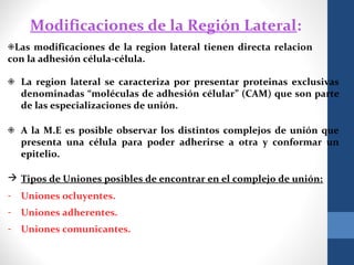 ❉Las modificaciones de la region lateral tienen directa relacion
con la adhesión célula-célula.
Modificaciones de la Región Lateral:
❉ La region lateral se caracteriza por presentar proteinas exclusivas
denominadas “moléculas de adhesión célular” (CAM) que son parte
de las especializaciones de unión.
❉ A la M.E es posible observar los distintos complejos de unión que
presenta una célula para poder adherirse a otra y conformar un
epitelio.
 Tipos de Uniones posibles de encontrar en el complejo de unión:
- Uniones ocluyentes.
- Uniones adherentes.
- Uniones comunicantes.
 