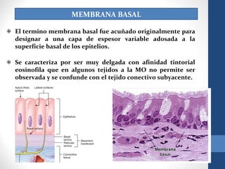MEMBRANA BASAL
❉ El termino membrana basal fue acuñado originalmente para
designar a una capa de espesor variable adosada a la
superficie basal de los epitelios.
❉ Se caracteriza por ser muy delgada con afinidad tintorial
eosinofila que en algunos tejidos a la MO no permite ser
observada y se confunde con el tejido conectivo subyacente.
 