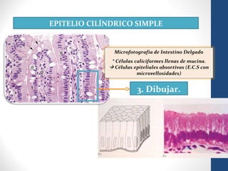 EPITELIO CILÍNDRICO SIMPLE
3. Dibujar.
 