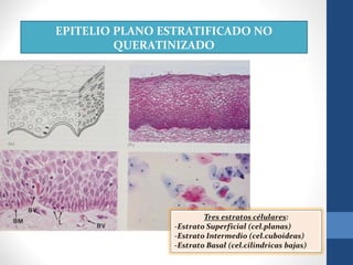 EPITELIO PLANO ESTRATIFICADO NO
QUERATINIZADO
 
