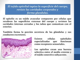 El tejido epitelial tapiza la superficie del cuerpo,
reviste las cavidades corporales y
forma glandulas.
El epitelio es un tejido avascular compuesto por células que
recubren las superficies externas del cuerpo y revisten las
cavidades internas cerradas y los tubos que comunican con el
exterior.
También forma la porción secretora de las glándulas y sus
conductos excretores.
Existen células epiteliales
especializadas que funcionan
como receptores sensoriales.
Los epitelios crean una barrera
selectiva entre el medio externo y
el tejido conectivo subyacente.
 
