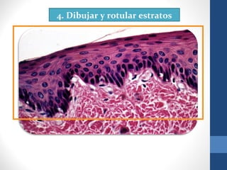 4. Dibujar y rotular estratos
 