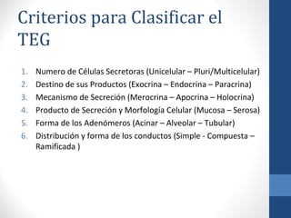 Criterios para Clasificar el
TEG
1. Numero de Células Secretoras (Unicelular – Pluri/Multicelular)
2. Destino de sus Productos (Exocrina – Endocrina – Paracrina)
3. Mecanismo de Secreción (Merocrina – Apocrina – Holocrina)
4. Producto de Secreción y Morfología Celular (Mucosa – Serosa)
5. Forma de los Adenómeros (Acinar – Alveolar – Tubular)
6. Distribución y forma de los conductos (Simple - Compuesta –
Ramificada )
 