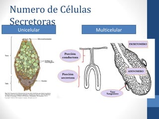 Numero de Células
Secretoras
Unicelular Multicelular
 