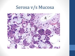 Serosa v/s Mucosa
 