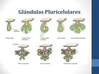 Glándulas Pluricelulares
 