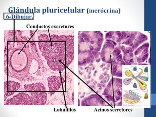 Glándula pluricelular (merócrina)
Lobulillos Acinos secretores
Conductos excretores
6-Dibujar.
 
